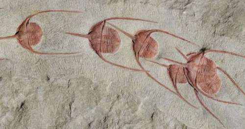 Découverte étonnante de trilobites fossilisés qui font la queue depuis 480 millions d’années