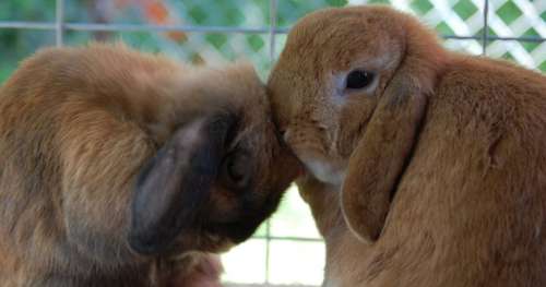 À cause de nous, les lapins de compagnie meurent de maladies et de malnutrition