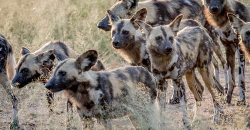 Le saviez-vous ? Les lycaons procèdent à un vote pour décider de partir à la chasse