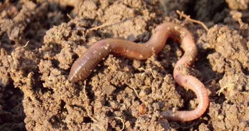 Les vers de terre, indispensables à la biodiversité, sont menacés par le réchauffement climatique