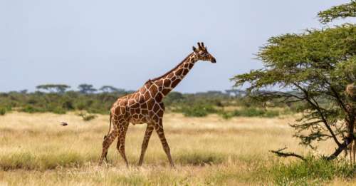 En seulement 30 ans, le nombre de girafes dans le monde a diminué de 40 %