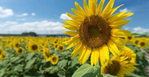 Inspirés des tournesols, ces panneaux solaires suivent le soleil pour produire davantage d’énergie