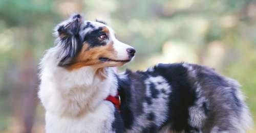 Ces chiens renifleurs aident les pompiers à sauver les koalas des incendies en Australie