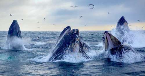 Le « piège à bulles », l’étonnante technique de chasse des baleines à bosse