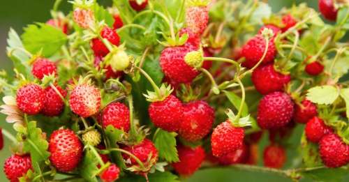 La nature en pleine ville : vous pourrez bientôt cueillir des fruits dans les rues de Copenhague