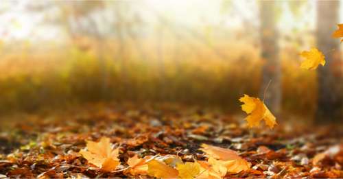 À Amiens, des milliers de foyers sont chauffés grâce à des feuilles mortes