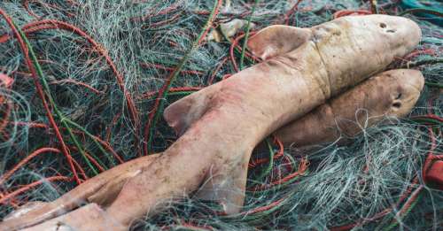 Des filets de pêche éclairés avec des LED pour éviter les prises accidentelles