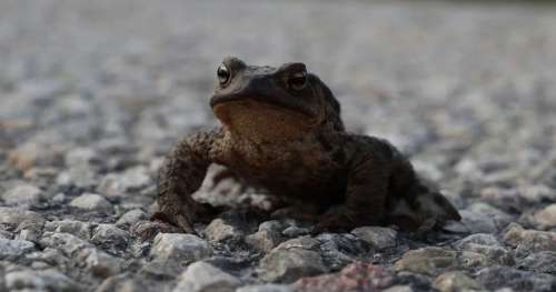 Pour sauver les grenouilles et les tritons, une route bretonne vient d’être fermée