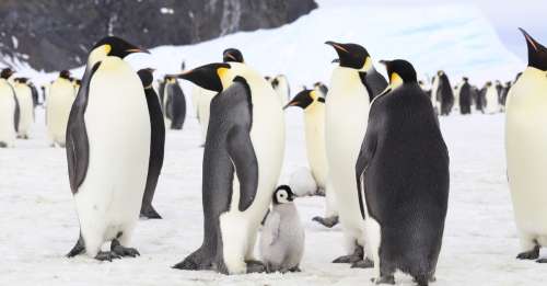 Après la disparition des dinosaures, ce sont les pingouins qui ont régné sur Terre