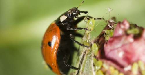 Remplacer les pesticides par des insectes ? C’est possible