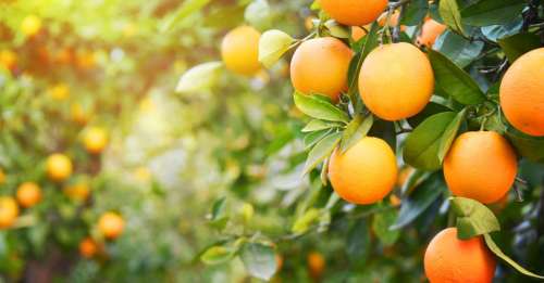 Le saviez-vous ? La vraie couleur de la plupart des oranges est en réalité le vert