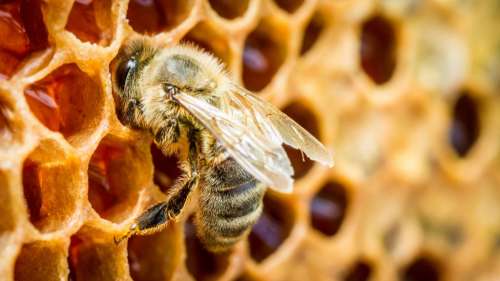 Le lait d’amande engendre une surexploitation qui provoque une véritable hécatombe chez les abeilles