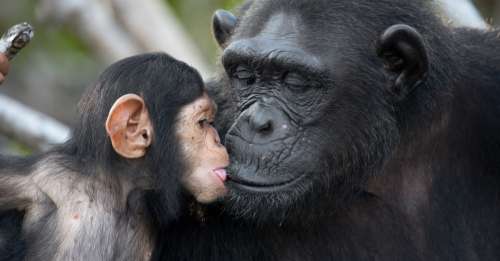 Certains chimpanzés lancent des pierres contre les arbres car ils aiment le son que cela produit