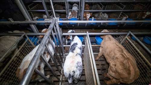 Des veaux saignés encore vivants : images atroces d’un abattoir en Dordogne révélées par L214