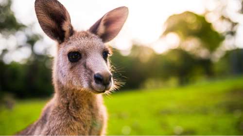 Des collégiens français aident les bébés kangourous orphelins en Australie grâce à la couture