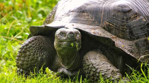 Des tortues géantes hybrides qui descendent d’espèces éteintes ont été découvertes aux Galapagos