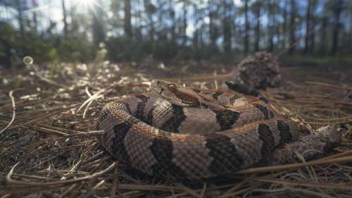 Une ville ferme une partie de son parc pour laisser les serpents s’accoupler en toute tranquillité