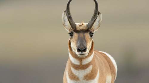 L’exploitation de nouveaux puits de gaz bloque la migration des antilopes aux États-Unis