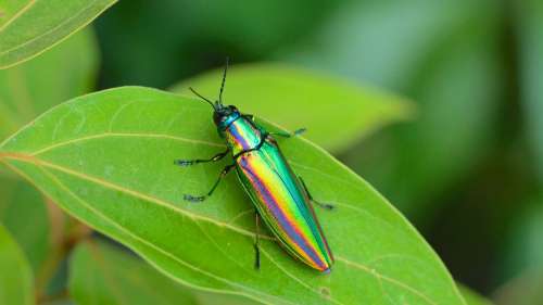 L’iridescence des coléoptères les aide à se camoufler sous les yeux de leurs prédateurs