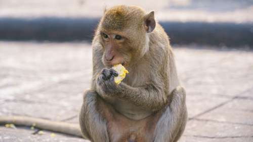 Certains animaux sauvages sont-ils en danger à cause de l’absence des touristes ?