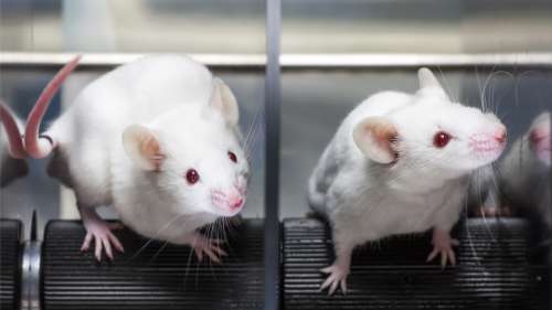 Ces recherches sur des souris pourraient nous en apprendre plus sur nos mécanismes de communication