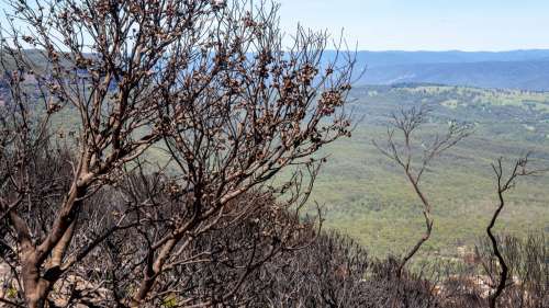 Comment l’Australie se remet-elle des incendies ?