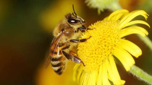 Les pesticides ont un impact significatif sur le développement cérébral des abeilles