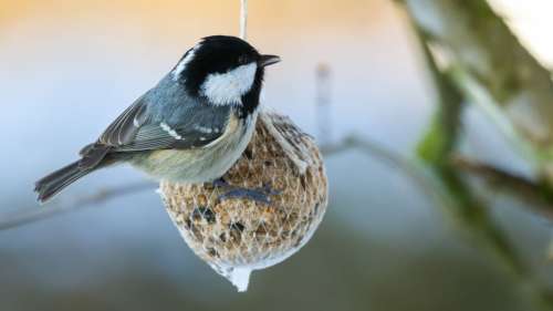 Pour apprendre à trier leurs aliments, les mésanges observent leurs congénères