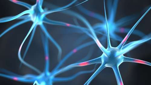 Des chercheurs ont découvert le schéma invisible des neurones pendant la formation du cerveau