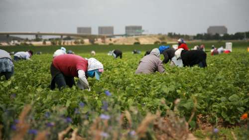 Nos agriculteurs en grande difficulté depuis que les travailleurs migrants ne peuvent plus les aider