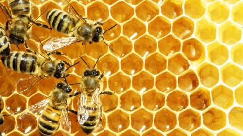 « En 20 ans, je n’avais jamais vu ça » : la production de miel des abeilles explose