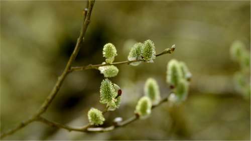 Une substance chimique produite par les saules est capable de tuer des cellules cancéreuses