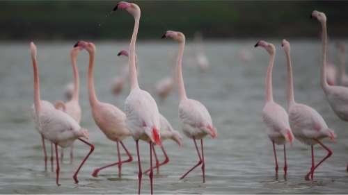 Avec l’absence des touristes et des bateaux, les flamants roses profitent de la vie en Albanie