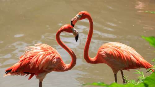 C’est prouvé : les flamants roses tissent de véritables amitiés