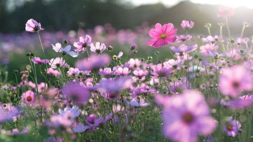 Les fleurs sauvages sont en train de renaître grâce au confinement