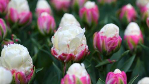 Ces magnifiques tulipes qui ressemblent à des glaces vont vous mettre l’eau à la bouche