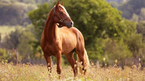 Le saviez-vous ? Le cheval est incapable de vomir