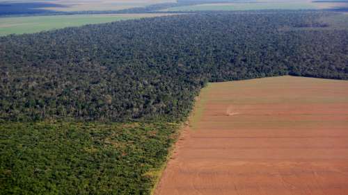 La déforestation en Amazonie s’intensifie dangereusement