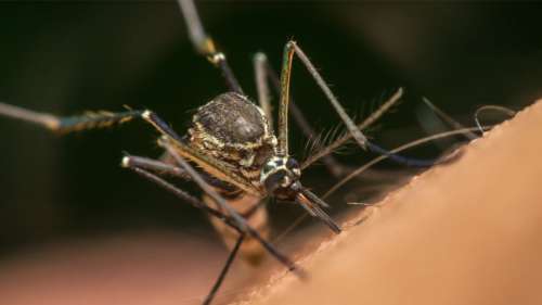 Le paludisme « intégralement stoppé » grâce à ce microbe