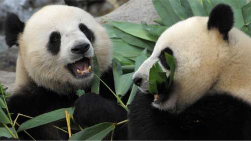 Le saviez-vous ? Pour stimuler la libido des pandas, les soigneurs leur mettent du porno animalier