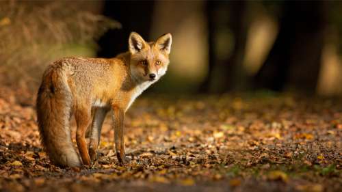 Le saviez-vous ? Les scientifiques estiment que 80 % de la biodiversité reste inconnue