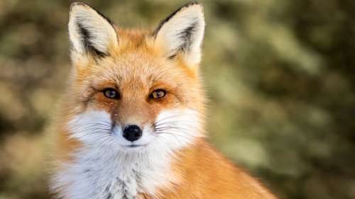 Une famille de renards observée sur cette autoroute A13 fermée aux automobilistes