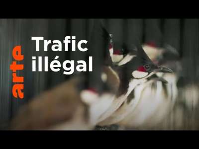 À Singapour, le trafic illégal et les concours menacent les oiseaux chanteurs
