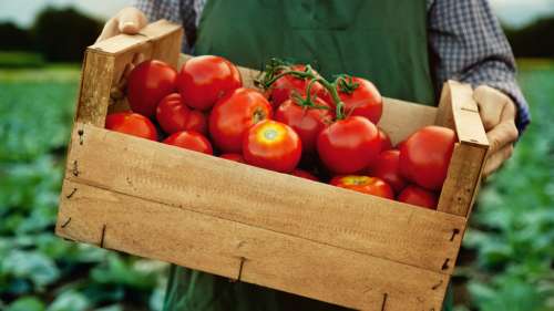 Cet agriculteur offre trente tonnes de tomates bio pour éviter le gaspillage