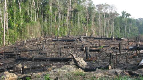 La destruction de la forêt amazonienne s’accélère à un rythme sans précédent