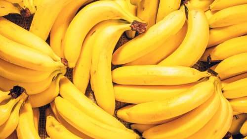 Les scientifiques ont peut-être trouvé un moyen de sauver la banane de l’extinction