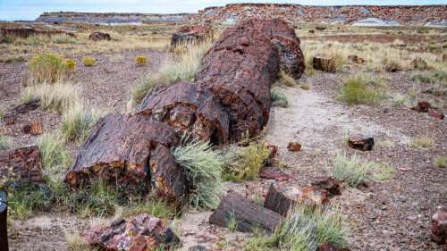 Un arbre pétrifié depuis 10 millions d’années révèle d’importants changements géologiques