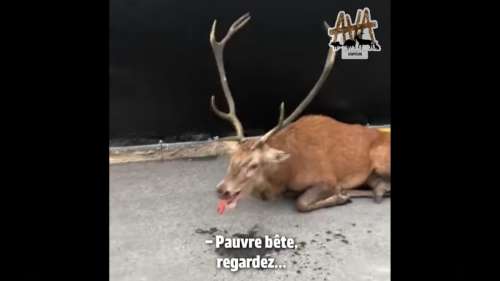 Un cerf épuisé, traqué lors d’une chasse à courre, a été défendu par les militants et les riverains