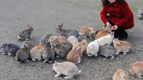 Le saviez-vous ? Il existe une île au Japon où plus de 700 lapins vivent en liberté