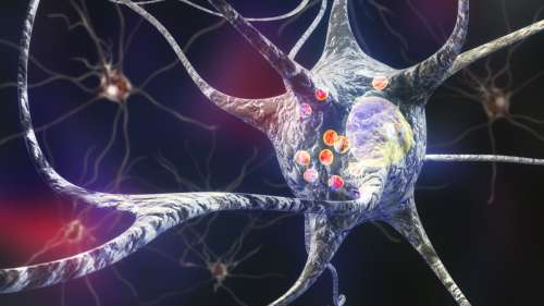 Ces cellules immunitaires promettent de faire reculer les maladies neurodégénératives